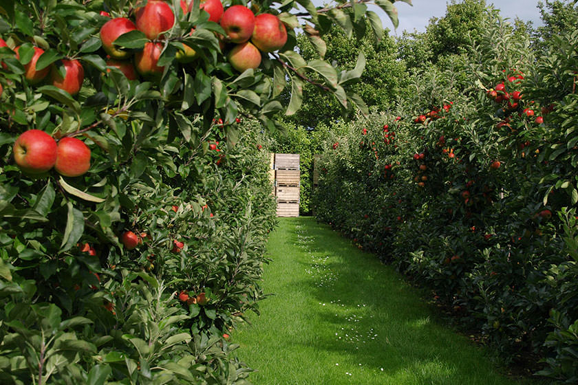 آیا باغ سیب کرج از ثبت ملی خارج می‌شود؟