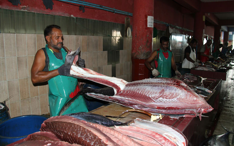 بازار بزرگ ماهی ماله (Male’ Fish Market)