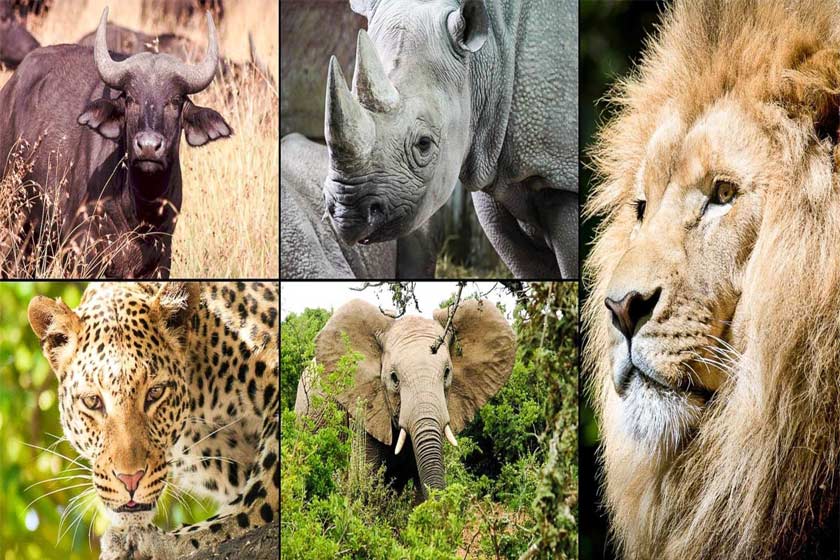 ۱۰ حقیقت جالب در مورد ۵ حیوان شگفت انگیز آفریقا