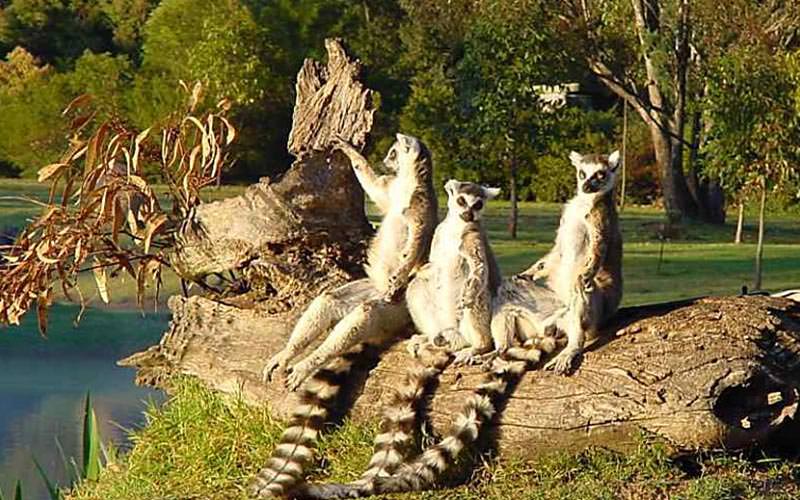 باغ وحش استرالیا