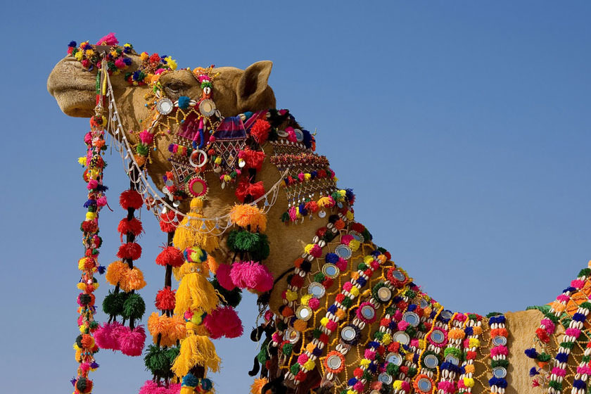 برگزاری جشنواره شتر در عربستان سعودی