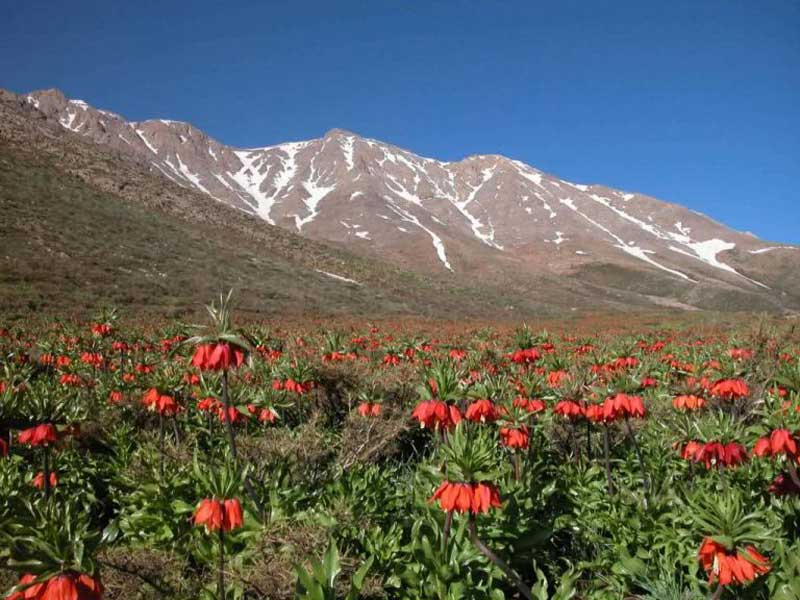 لاله های واژگون منطقه گلستانکوه