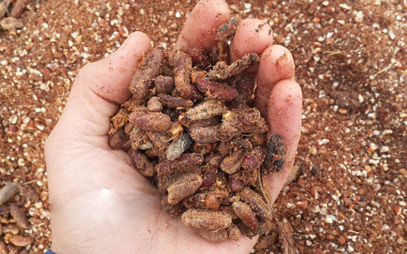 سوغات اهواز 