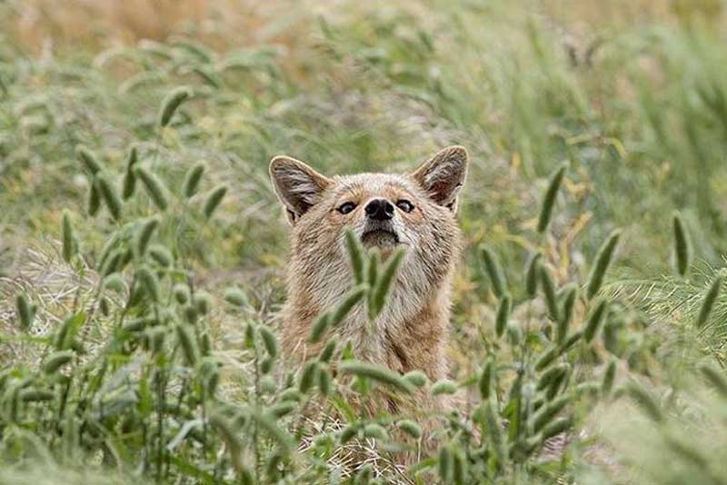 روباه خاکستری و حسات وحش پارک ملی کرخه