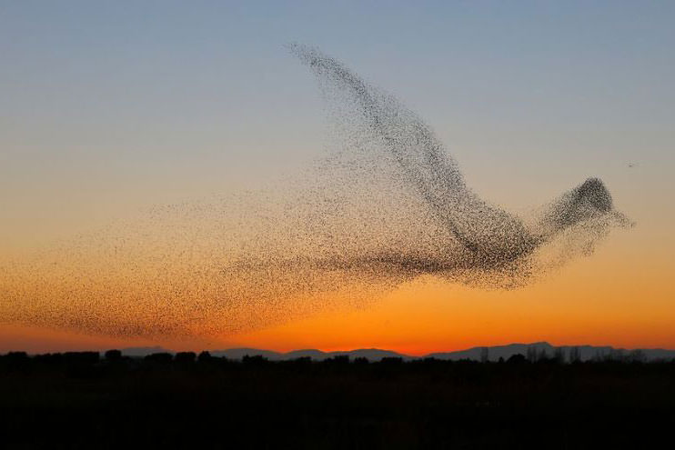 عکس های باورنکردنی یک عکاس از هزاران پرنده که همه را متعجب کرده است