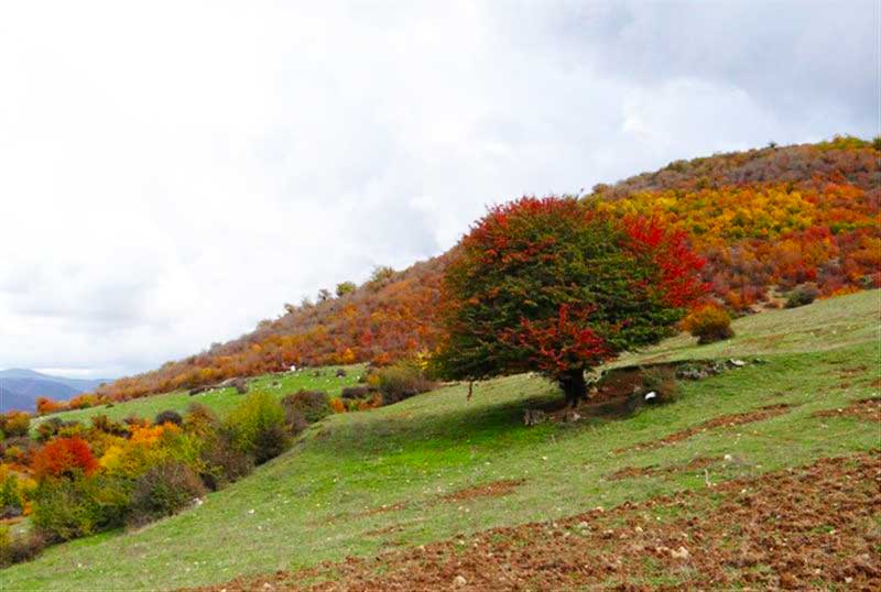 منظره پاییزی و برگ زرد درختان پارک ملی پابند