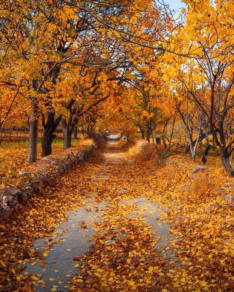 منظره پاییزی و برگ زرد درختان کوچه باغ های خوانسار