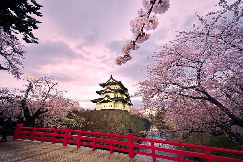 آب و هوای نامتعارف ژاپن درخت های گیلاس را به شکوفه دادن واداشت