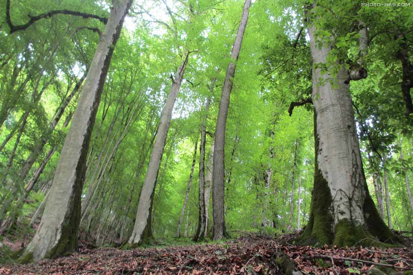 جنگل های چهار باغ مرزن آباد در راه ثبت جهانی