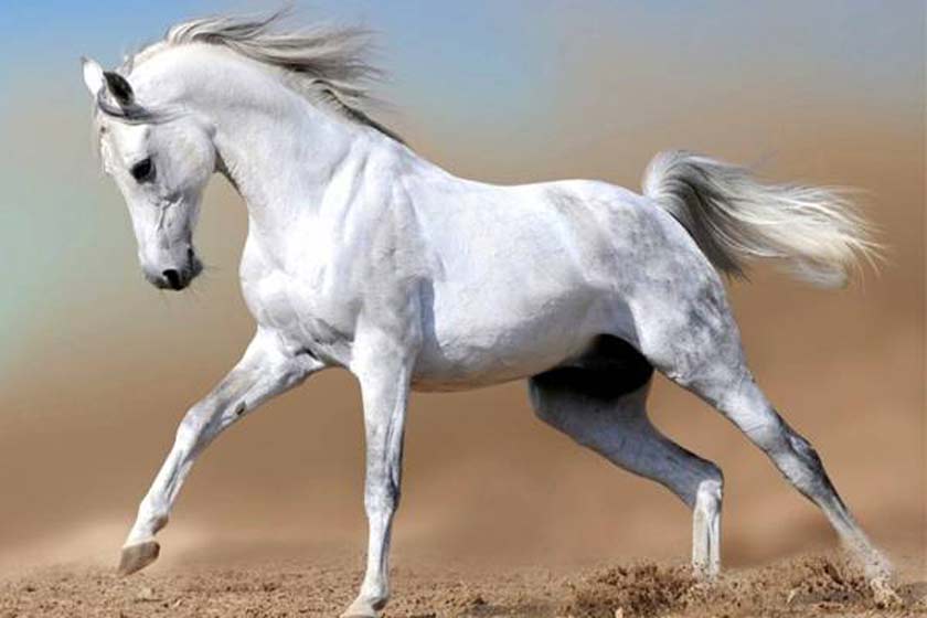 موزه اسب در خراسان شمالی ایجاد می‌شود