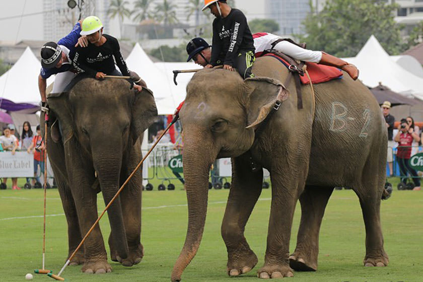 بازی چوگان با فیل در تایلند برای همیشه متوقف شد 