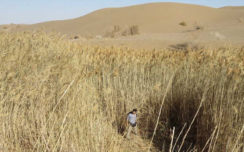 نیزار مصر