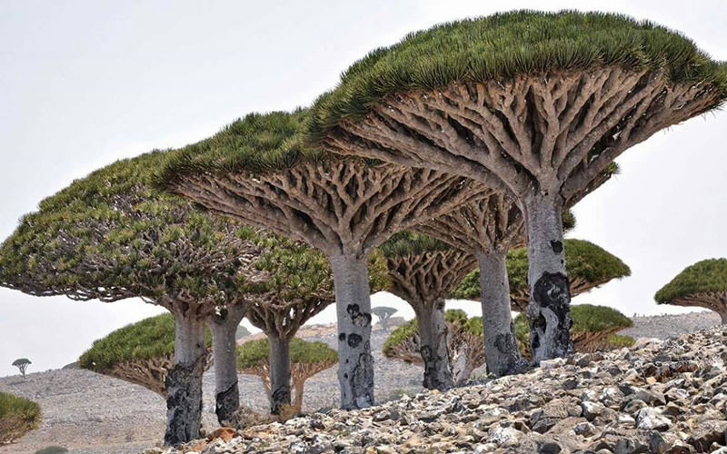 ساختار زمین شناسی عجیب جزیره سقطری