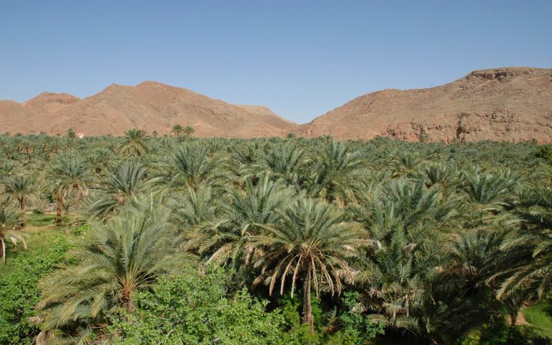 نخلستان گرمه