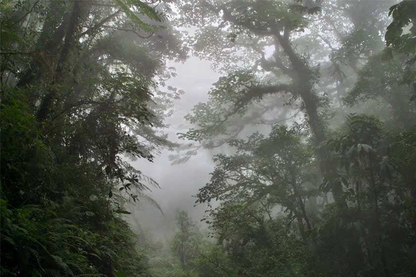 با جذاب‌ ترین جنگل های ابری کاستاریکا آشنا شوید