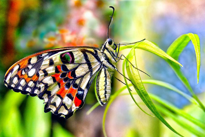 جذاب ترین گونه های پروانه و بید ساکن هند