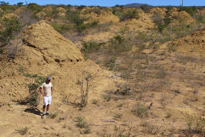 کشف تپه‌های باستانی به وسعت بریتانیا در برزیل که توسط موریانه ایجاد شده‌اند