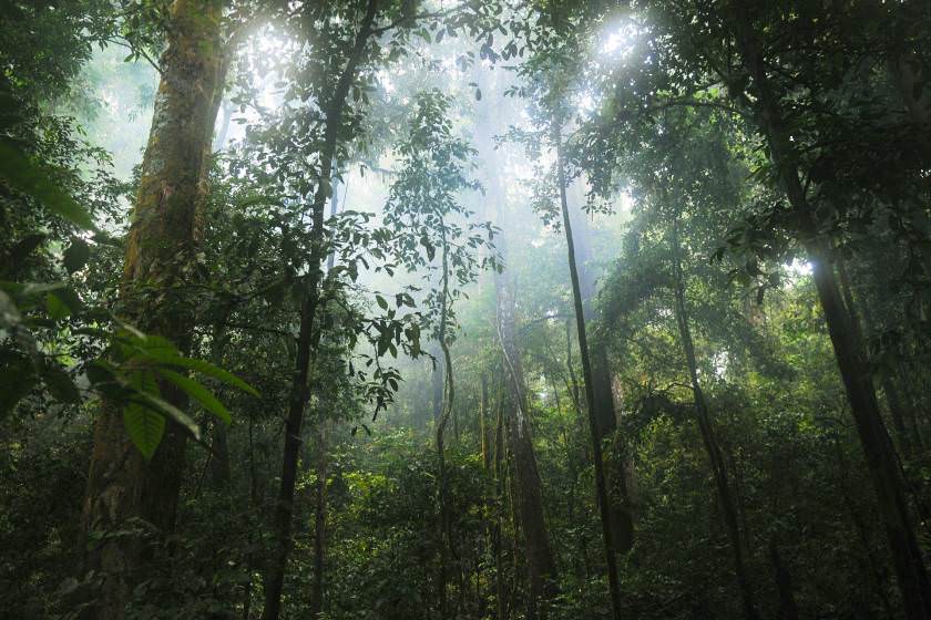 جنگل های بارانی آمازون در مبارزه با تغییرات اقلیمی کم آوردند