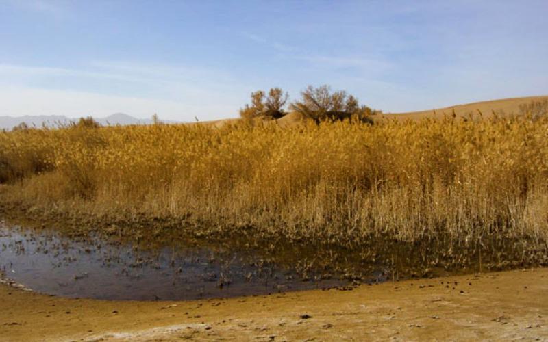 نیزار مصر