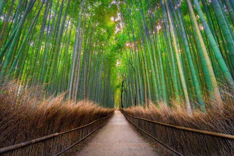 جاده در میان بانبوهای بلند در  کیوتو، ژاپن