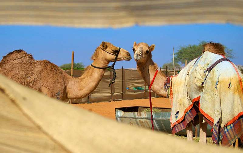شترهای عربی در بازار شتر  العین، امارات
