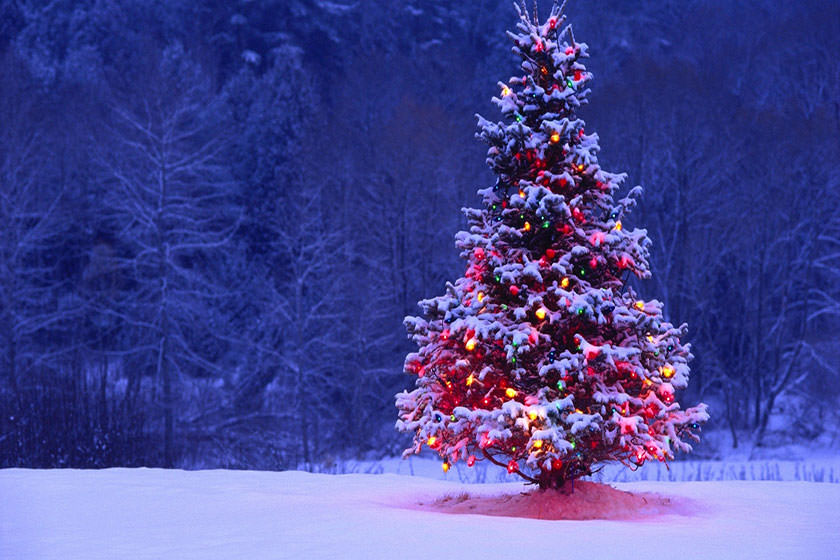 زیباترین درخت های کریسمس در دنیا (قسمت اول)