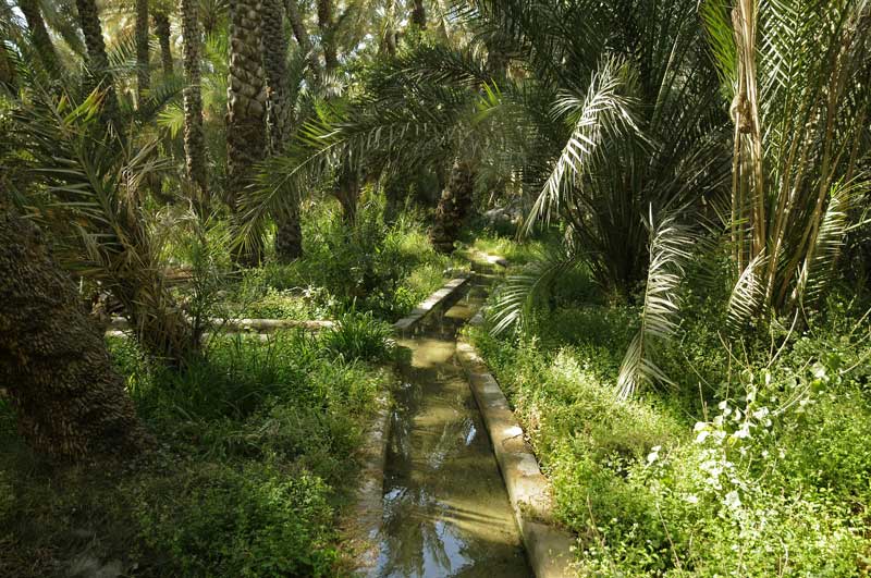 درختان نخل و جوی آب در واحه العین، امارات