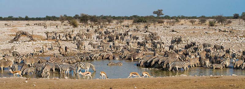 پارک ملی اتوشا در نامیبیا