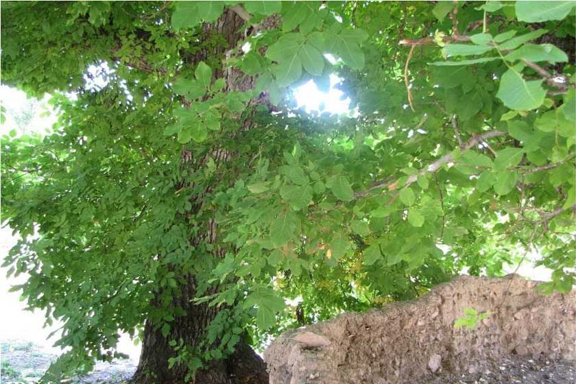درختان کهنسال تاریخی سمنان در انتظار  ثبت در فهرست ملی 