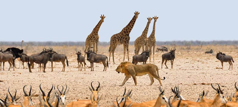 پارک ملی اتوشا در نامیبیا