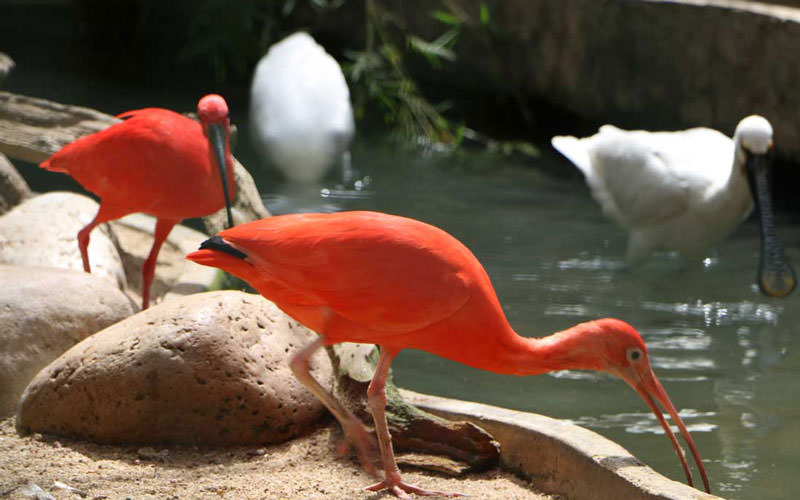 باغ وحش دهیوالا (Dehiwala Zoo)