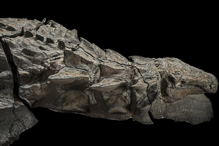 دایناسور مومیایی، کشفی شگفت انگیز 
