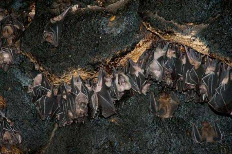 خفاش ها در حال استراحت در غار خفاش