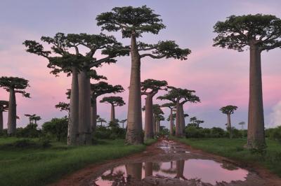 ۱۰ جنگل باستانی در سراسر دنیا را بشناسید