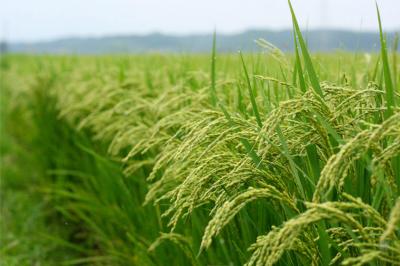 برترین تولیدکنندگان برنج در جهان کدام کشورها هستند؟
