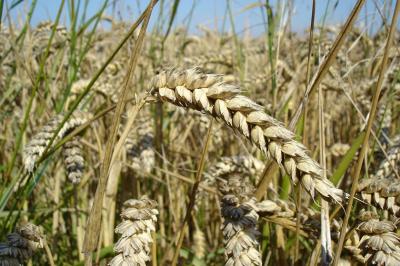 برترین تولیدکنندگان گندم در جهان کدام کشورها هستند؟