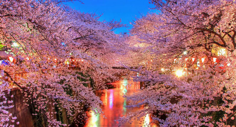 فستیوال شکوفه گیلاس ژاپن