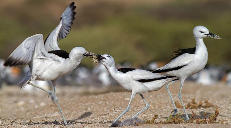 سلیم خرچنگ‌خوار 