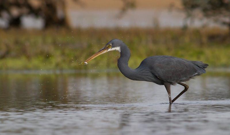 اگرت‌های ساحلی