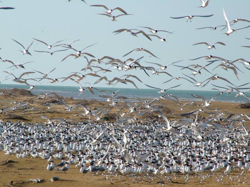 پرندگان جزیره