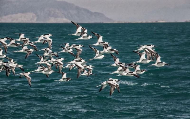 پرندگان جزیره