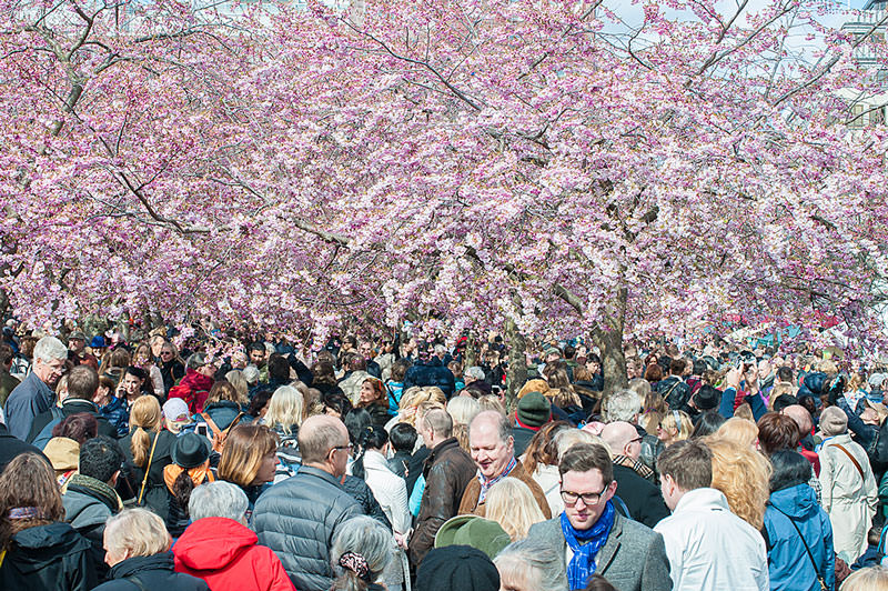 جشنواره شکوفه های گیلاس ژاپن در فروردین ۹۷ - کجارو