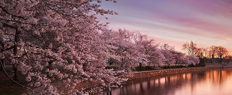فستیوال شکوفه گیلاس ژاپن