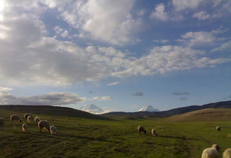 گوسفندان در حال چرا در منطقه شکار ممنوع آغگل