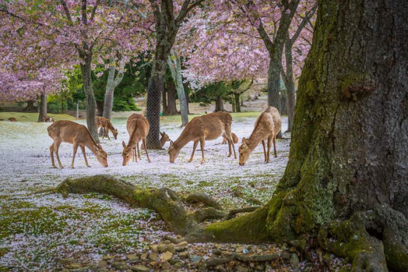 حمله آهوها در پارکی در ژاپن و هشدار مسئولین به گردشگران