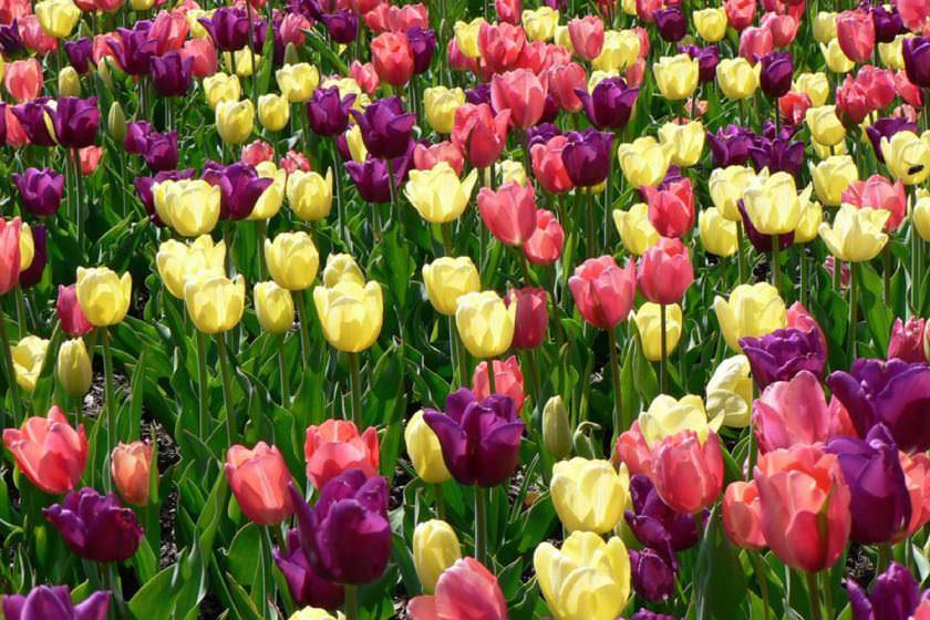 ۲۰ مکان جادویی برای بازدید از گل های بهاری