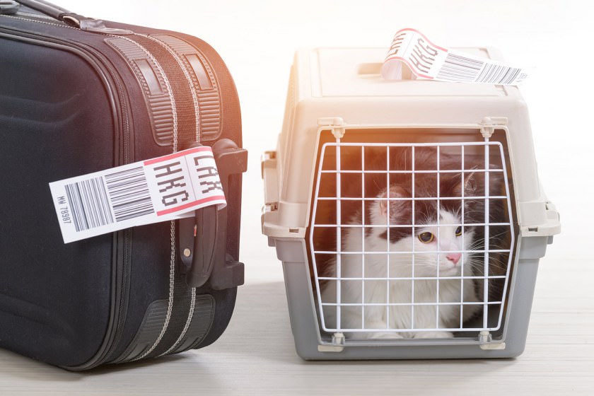 صدور گواهینامه توسط یاتا برای حیواناتی که با هواپیما سفر می‌کنند