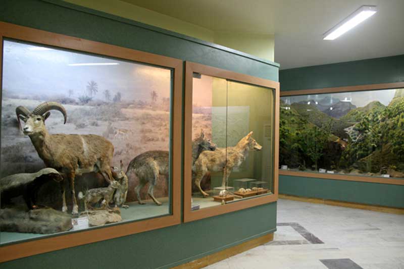 گرگ و قوچ تاکسیدرمی شده در موزه تنوع زیستی آبادان