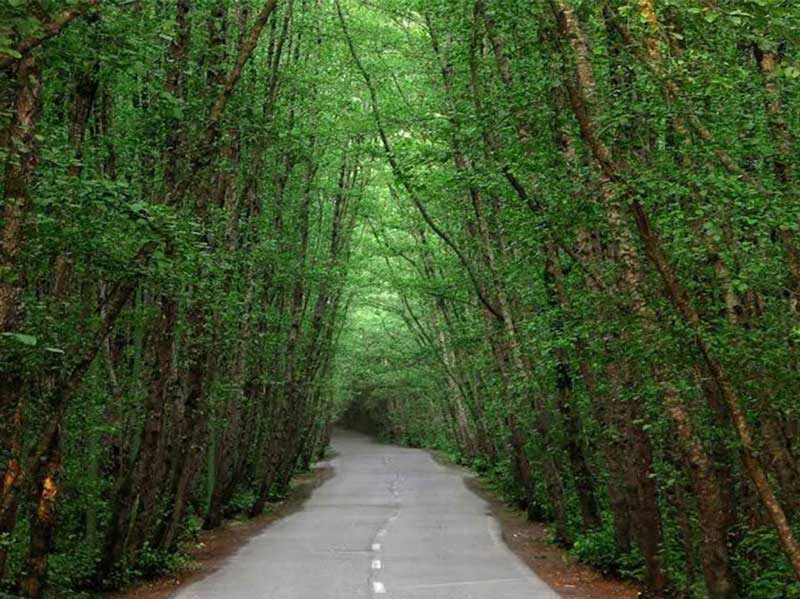 جاده جنگلی و درختان سرسبز پارک جنگلی گیسوم