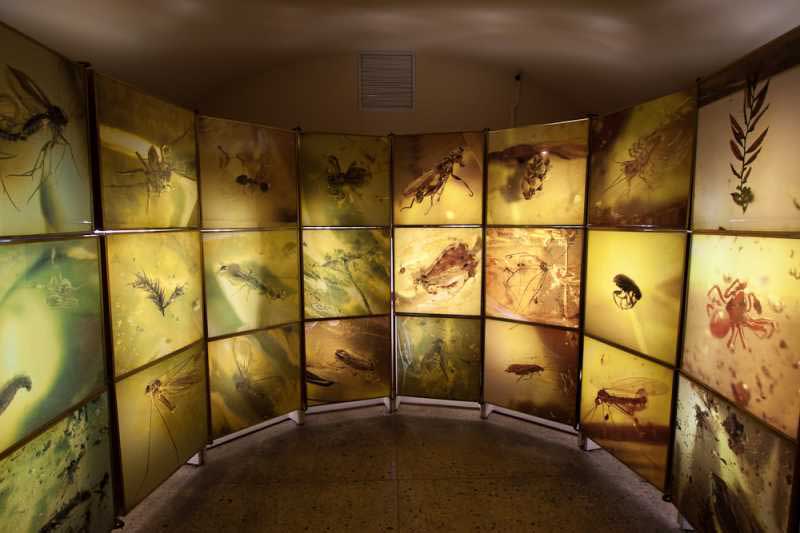 حشرات داخل کهربا های بازرگ در موزه کهربا (Museum of Amber)